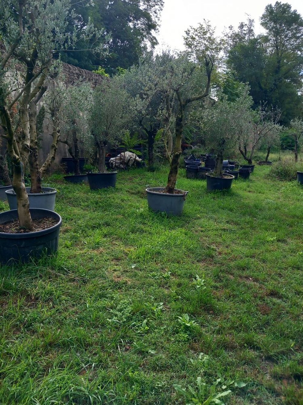 Oliviers Jardin