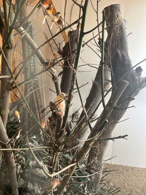 Canari Arlechin 20 95220 Herblay
