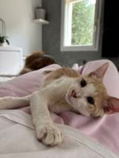   A adopter - adorable chaton roux 