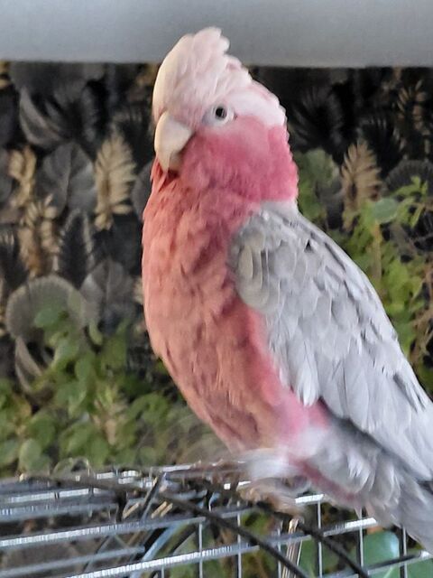 Perroquet rosalbin cacato&egrave;s 1800 83600 Fr�jus