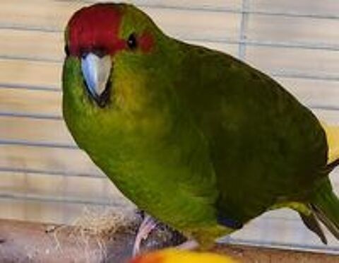   3 kakarikis adultes 
