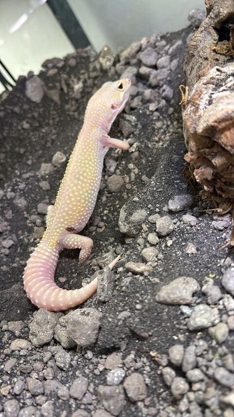 Couple gecko l&eacute;opard 300 49122 Le may-sur-�vre