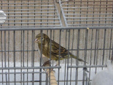canari raza espagnol 50 27150 Boisemont