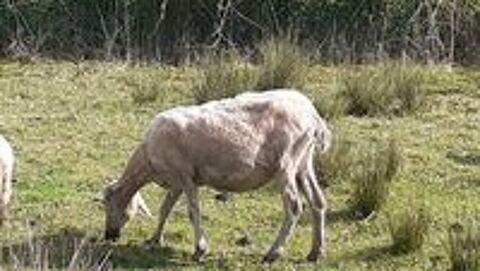   Mouton femelle texel  