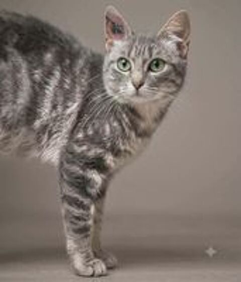   Steffy jeune chatte caline 6 mois cherche famille 