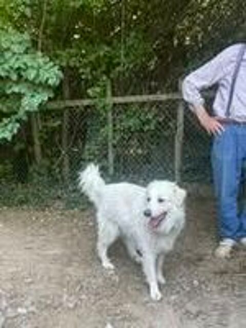   Chiens KIKI et BOUBA à l adoption 