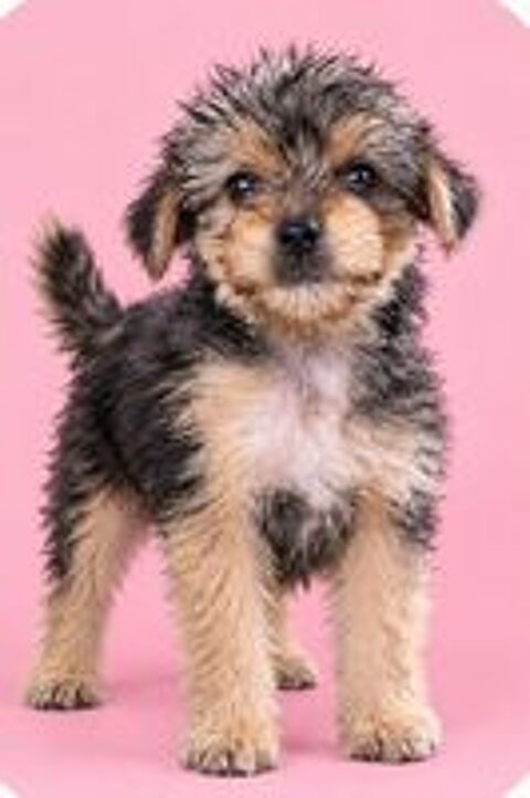   Chiots morkie 