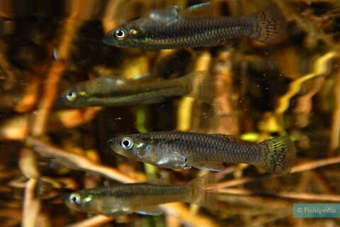 Poissons gambusie, gambusia Holbrooki. 1 33150 Cenon