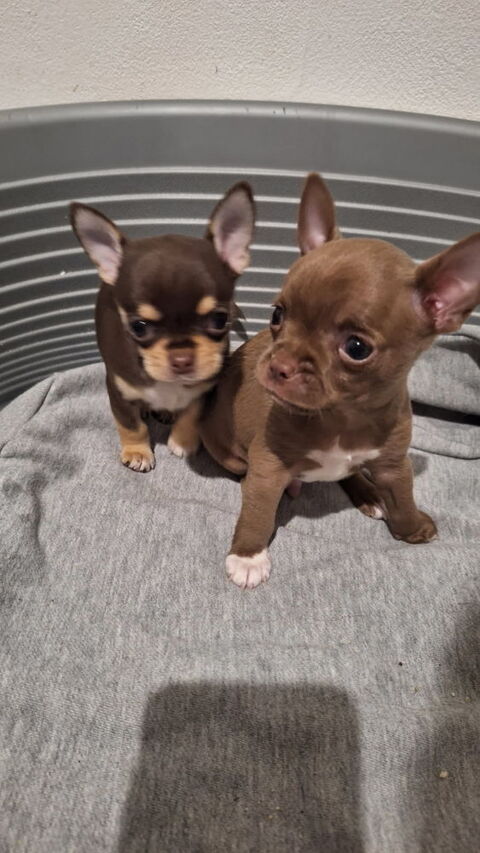 Magnifiques chiots mâles 1000 77380 Combs-la-ville