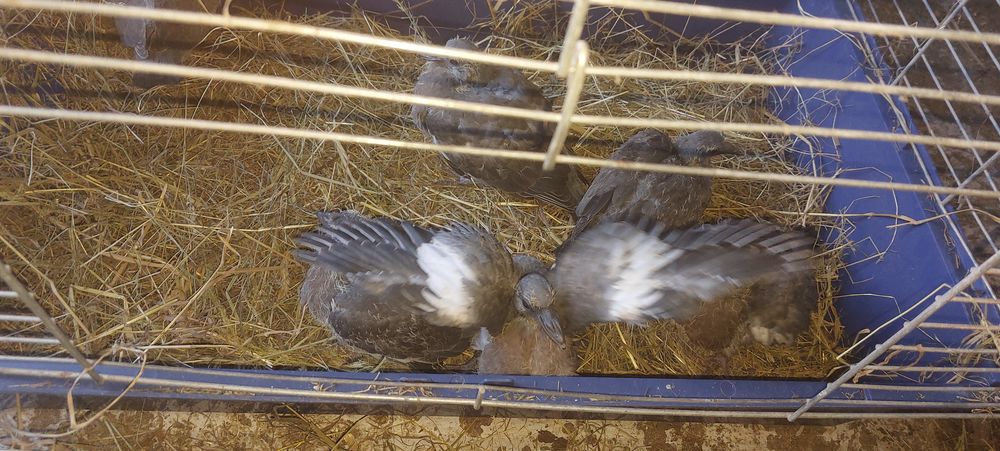    pigeons ramier de 2026 