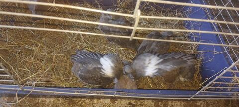  pigeons ramier de 2026 25 76260 Eu