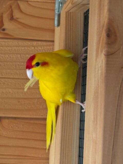 Perruche kakariki  40 22120 Hillion