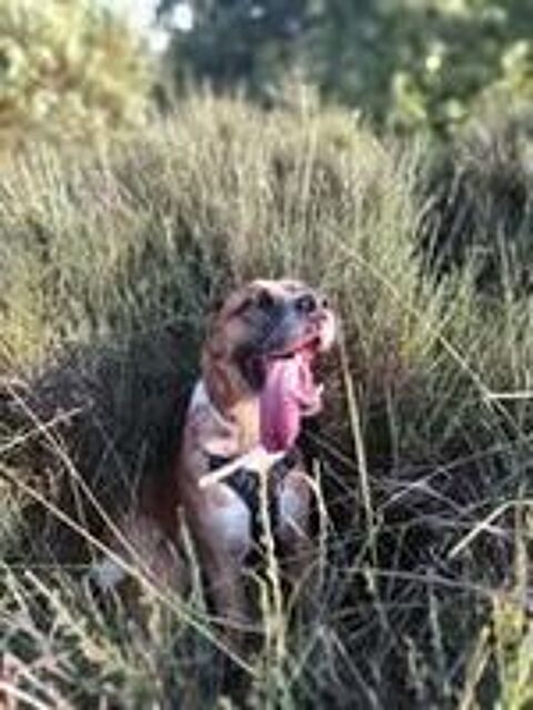   Chien LUCIEN dit LULU à l adoption 
