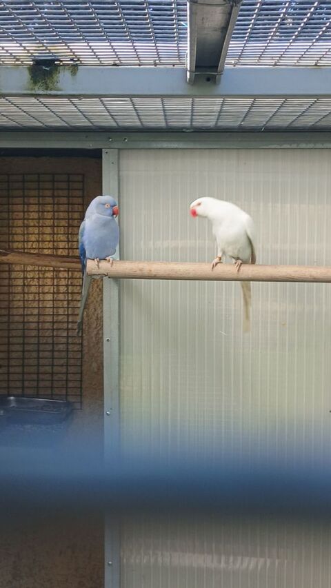 Perruches collier, conure 60 07100 Annonay
