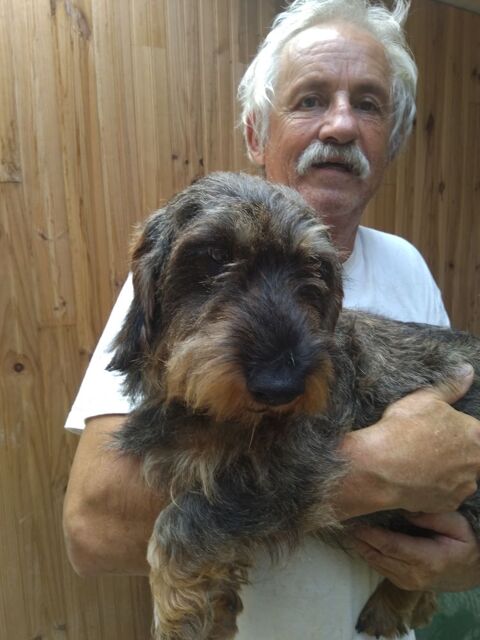 Chiots Basset Fauve de Bretagne croisés TECKEL A POIL DUR disponibles vers le 07 juin 2024 350 31350 Blajan