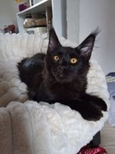   Chaton Maine coon mâle LOOF  