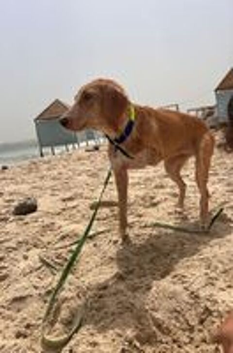   WARDA, hyper sociable avec tous et adorable, attend toujours sa famille pour la vie ! 