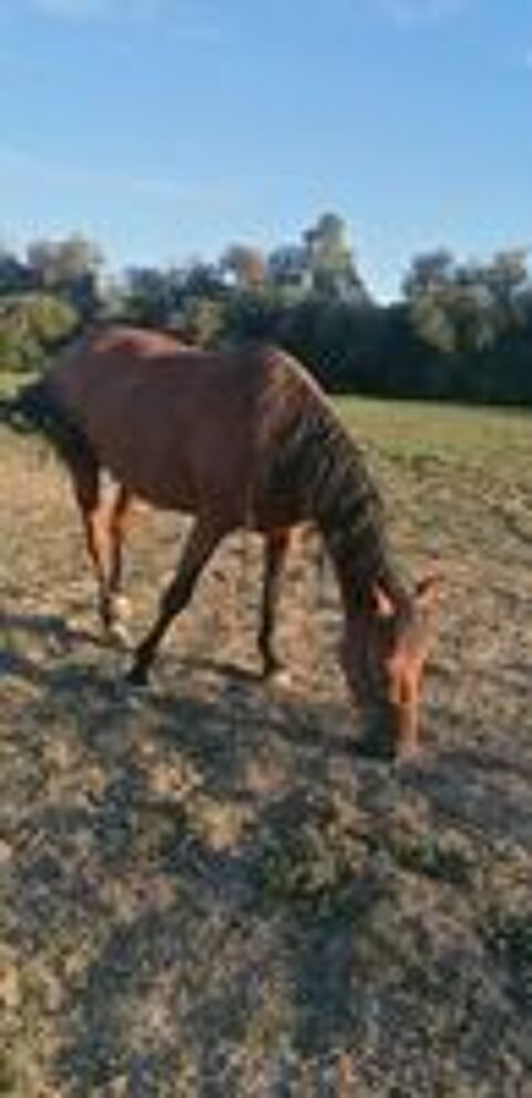   cheval hongre  trotteur français  