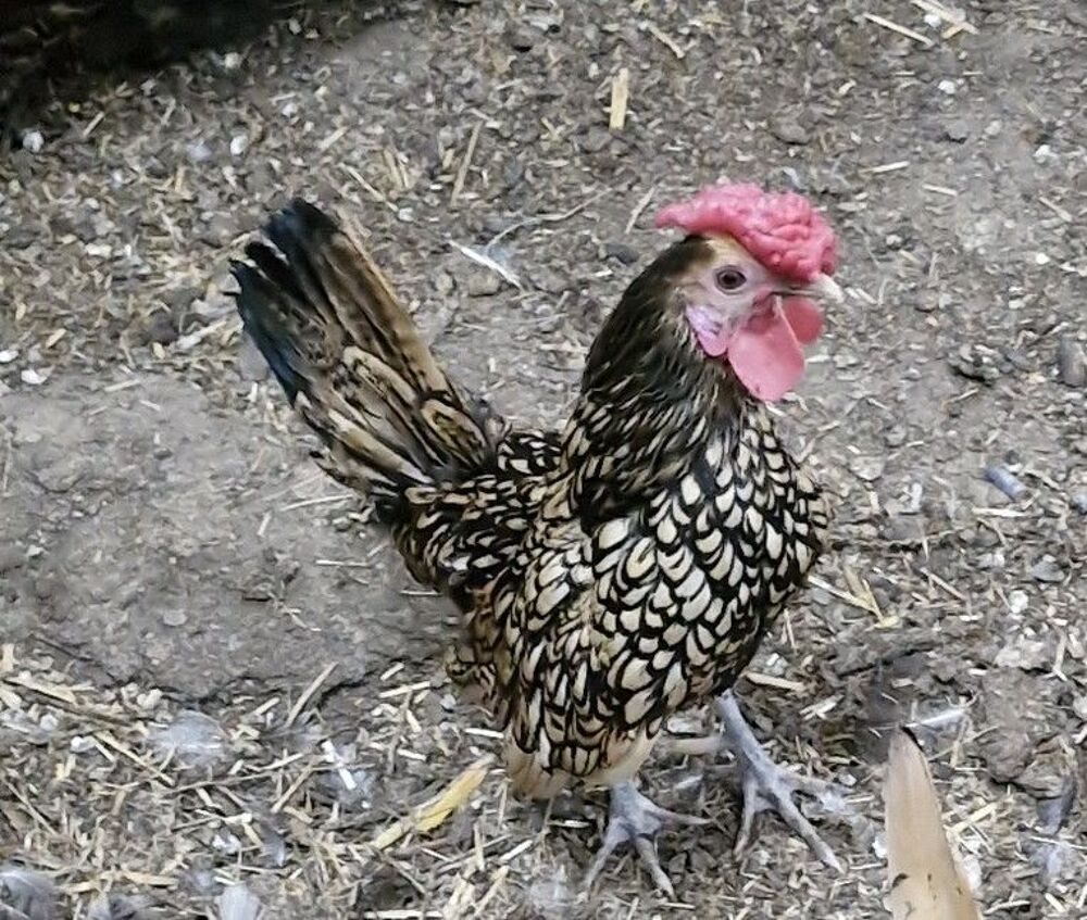   des petits coqs et poules naines 