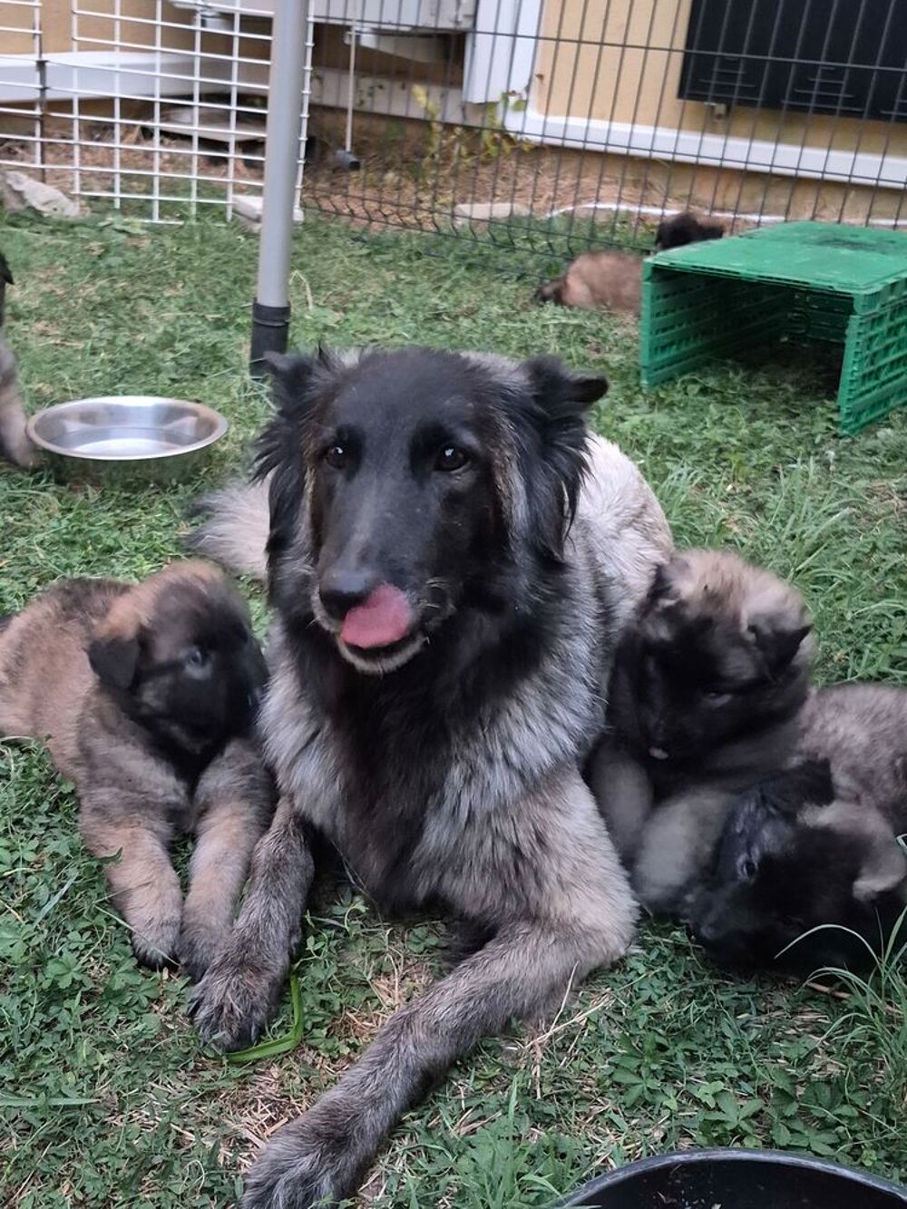    BERGER BELGE TERVUREN 