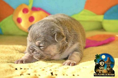 Chiots Bouledogues Francais exotique 2000 30650 Rochefort-du-gard