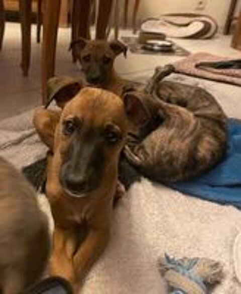   Chiots lévriers non loof 