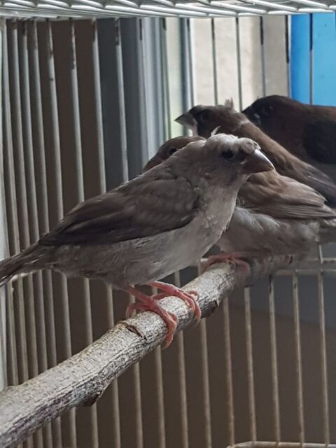 moineaux du japon 10 93160 Noisy-le-grand