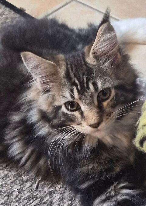 Sublime B&eacute;b&eacute; Maine Coon Polydactyle 1000 77300 Fontainebleau