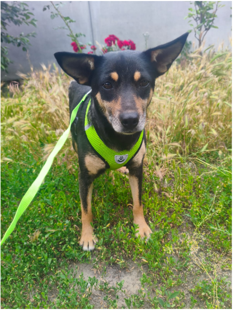 AL'ADOPTION JOUJA 0 75018 Paris