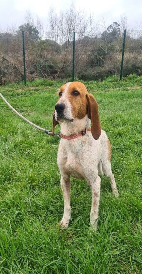 Chien MARLEY &agrave; l adoption 210 34450 Vias