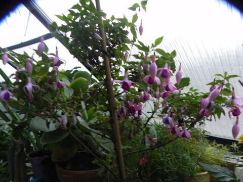 Fushia plante 15 Villars-les-Dombes (01)