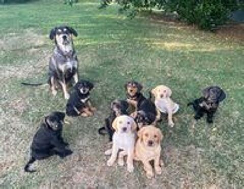   Plus que 2 chiots disponibles! De petits c?urs à adopter 