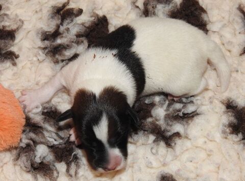 CHIOTS LOF FOX TERRIER POIL LISSE - &Eacute;levage passion- 1000 28800 Pr�-saint-�vroult