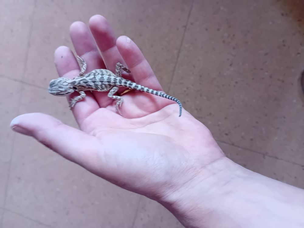   Bb pogona 