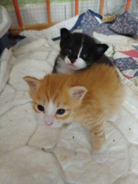 Bbs chatons norv&eacute;gien/angoras turc 650 03500 Bransat
