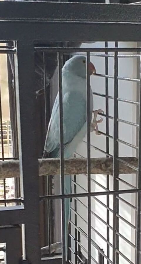 Perruche a collier opaline porteur cleartail 250 16450 Saint-claud