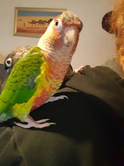 Conures et calopsittes 0 62143 Angres
