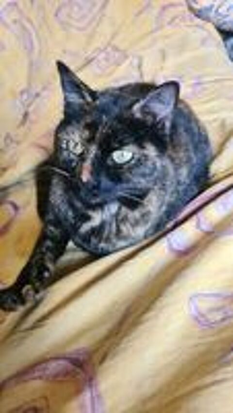   RUSTINE femelle caille de tortue 5 ans 