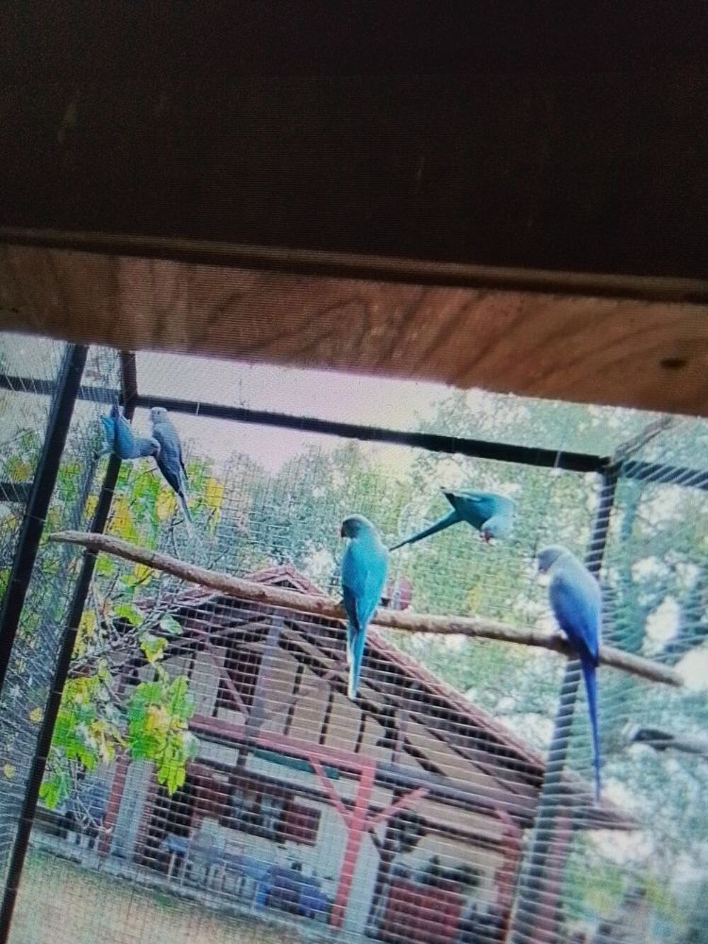   Collier bleu 