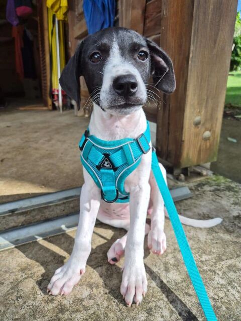 Liddy, femelle berger, née le 15/09/2025 300 93000 Bobigny