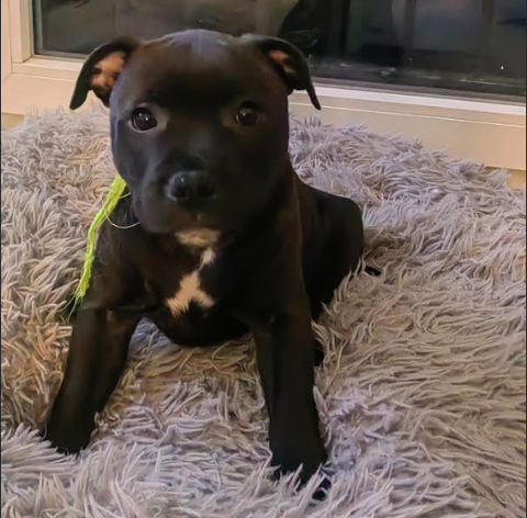 1 male et 1 femelle couleur chocolat aussi beau que gentil 1500 77100 Meaux