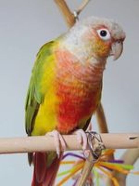   Très Beau Couple Reproducteur De Conure Molinaé ANANAS 2023 