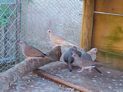 Oiseaux voli&egrave;re 10 72320 Lamnay