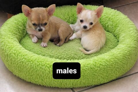 Chiot chihuahua  850 62660 Beuvry