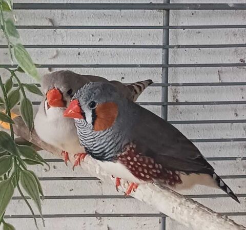 couple mandarin 12 85300 Challans