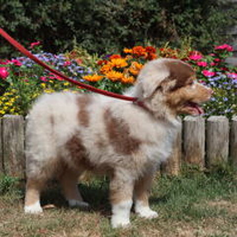   CHIOT BERGER AUSTRALIEN ROUGE MERLE 