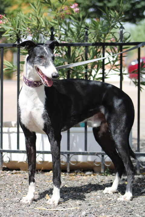 Grand et beau galgo : MIRAN le grand prince de l'amour 315 24140 Douville