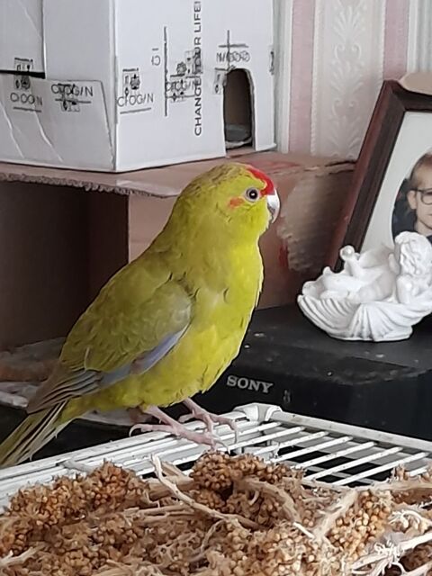 jeune kakariki 59260 Hellemmes lille