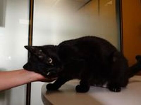   BERYLE SE TROUVE EN FAMILLE D'ACCUEIL DANS LE 94  