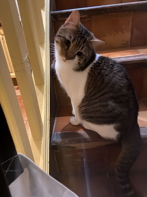 Foxy,2 ans,cherche un bon foyer 180 75010 Paris